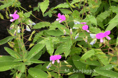 Alysicarpus belgaumensis